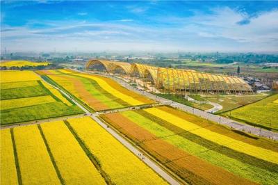 五色油菜穩糖米 秘訣都在種業"芯片"