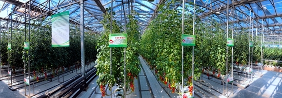 濰坊科技學院立足菜鄉(xiāng) 打造&ldquo;全國蔬菜種業(yè)硅谷&rdquo;