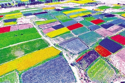 酒泉市推進現(xiàn)代種業(yè)發(fā)展紀實