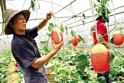 東盟經(jīng)開區(qū)農(nóng)產(chǎn)品閃耀2013中國國際種業(yè)博覽會_農(nóng)業(yè)區(qū)域經(jīng)濟_新浪財經(jīng)_新浪網(wǎng)