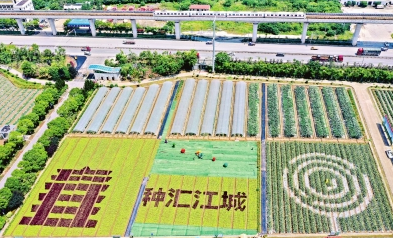 從&ldquo;面對面&rdquo;到&ldquo;屏連屏&rdquo; 武漢種博會創新辦會模式 穩步走進&ldquo;云展時代&rdquo;