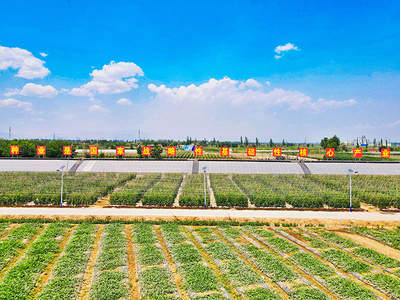 寧夏種業,種出希望 第九屆寧夏種業博覽會將在7月26日在寧夏平羅舉辦