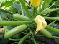 供應(yīng)最好西葫蘆種子-法國(guó)歐曼 最優(yōu)質(zhì)西葫蘆種子廠家 【凱特種業(yè)西_農(nóng)副產(chǎn)品_世界工廠網(wǎng)中國(guó)產(chǎn)品信息庫(kù)