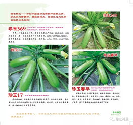 2020年豫藝種業(yè)產(chǎn)品畫(huà)冊(cè)