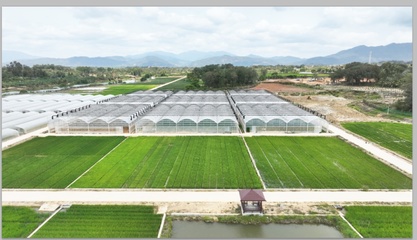 跨越千里，上海農(nóng)科青年在“種業(yè)硅谷”播種未來