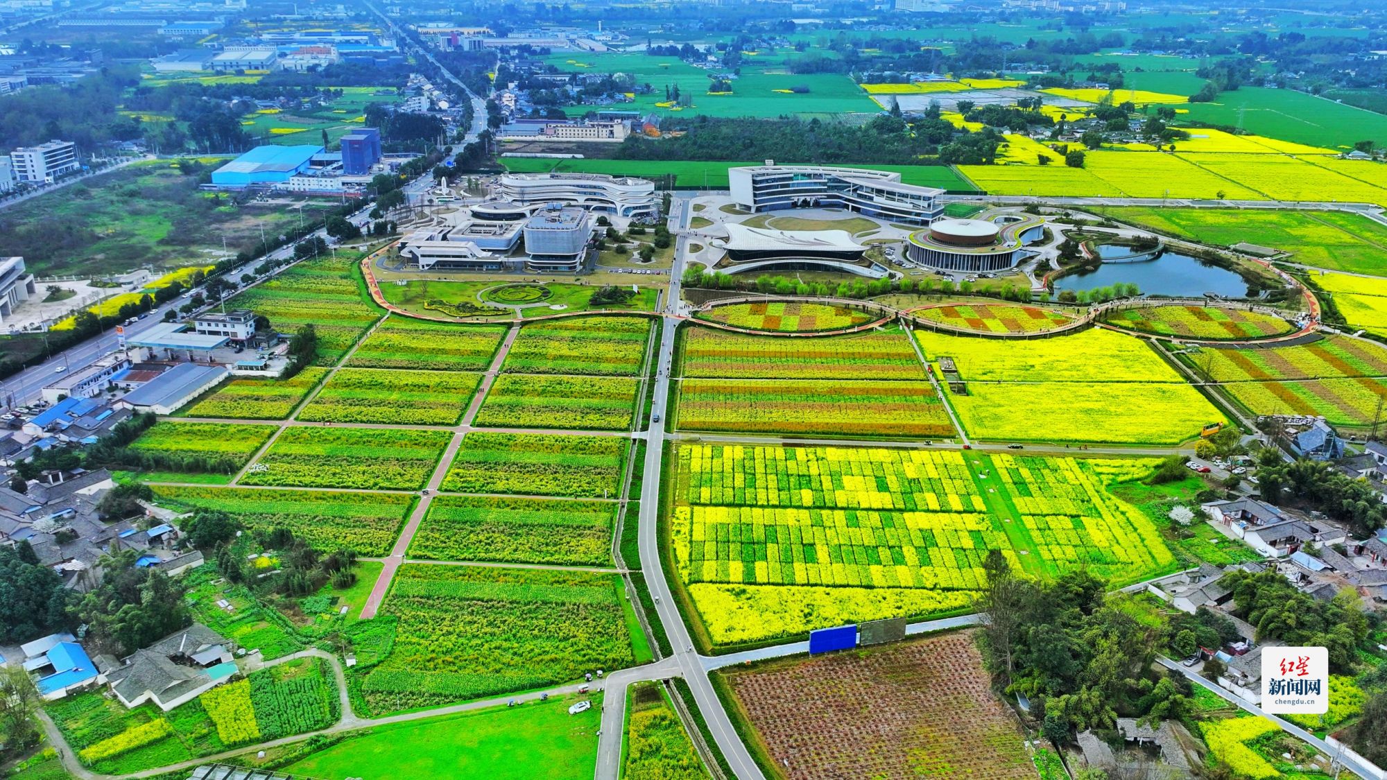 科技賦能種業(yè)，天府油菜花綻放春日新體驗(yàn)