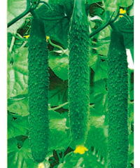 山東濰坊惠農(nóng)種業(yè) 科技興農(nóng)，良種先行——產(chǎn)品展示與種業(yè)發(fā)展新篇章